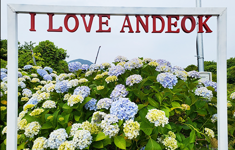 안덕면 수국축제