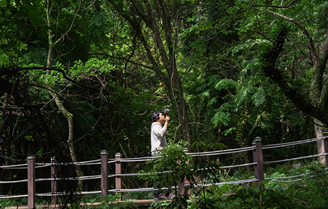 곶자왈(사운드워킹)